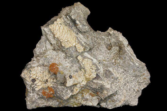 Fossil Triceratops Bone Section - North Dakota #120194